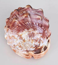 Load image into Gallery viewer, 6 Beautiful Carved Shells - Animals, Scenery &amp; Cameo
