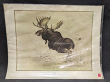 Load image into Gallery viewer, 1969 Canadian Wildlife Reproductions Lithograph - M.G. Loates - Moose - 23&quot;x18&quot;
