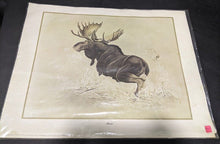Load image into Gallery viewer, 1969 Canadian Wildlife Reproductions Lithograph - M.G. Loates - Moose - 23&quot;x18&quot;
