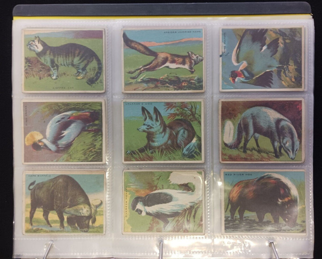 1935 V255 Papoose Animal Gum Trading Cards - 62/70