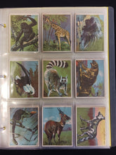 Load image into Gallery viewer, 1935 V255 Papoose Animal Gum Trading Cards - 62/70

