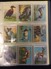 Load image into Gallery viewer, 1935 V255 Papoose Animal Gum Trading Cards - 62/70

